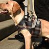 Chiens – Produits de soins pour chiens