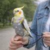 Adjustable Bird Flight Suits Breathable Escape Proof Parrot Outdoor Leashes Feces Pocket Parrot Flying Harness Outdoor Travel