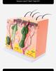 50x Magnified Human Skin Tissue Anatomical Model for Medical and Beauty Training