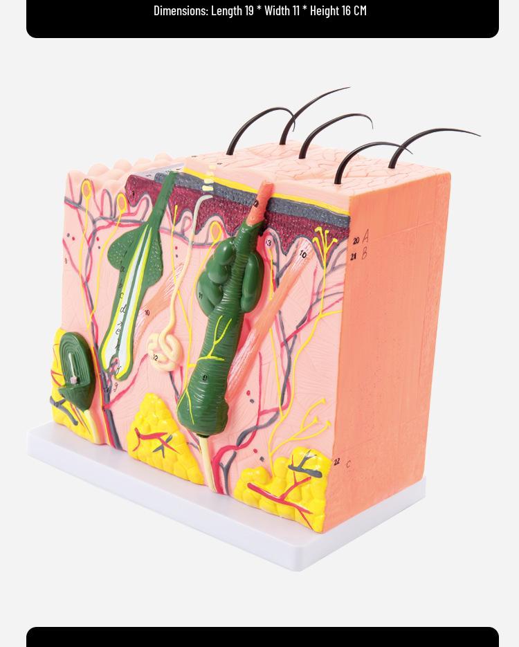 50x Magnified Human Skin Tissue Anatomical Model for Medical and Beauty Training