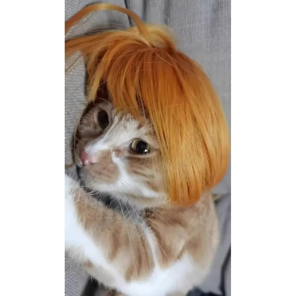 Pet Wig Dog Wig Pet Supplies Halloween Pet Accessories Curly Hair Straight Hair Cat Wig It Can Be DIY Trimmed