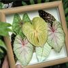 Momo PET Bookmarks - Leaf & Fruit Theme, The Preface of All Things Series: 10 Sheets, 4 Styles for Planner Decoration & Notes.