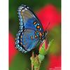 5D DIY Diamond Painting Butterfly Cross Stitch Kit Full Round Drill Embroidery Animal Mosaic Home Decor Kit Wall Art Gift