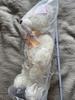 [USED] Teddy bear, over 50cm, white