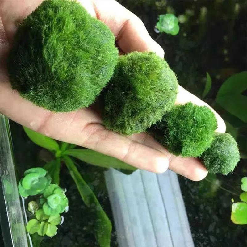 Live Aquarium Plant Algae Fish Shrimp Tank Ornament Simulation Green Algae Balls Artificial Plant Amagi