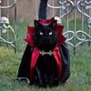 Spooky Halloween Vampire Couture for Cats Perfect Parties and Festivals Halloween Cloak Hat Festival Set Dress up pet clothes