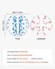 Inflatable Bumper Balls 2-Pack, 5FT/1.5M Body Sumo Zorb Balls for Teen & Adult, 0.8mm Thick PVC Human Hamster Bubble Balls for Outdoor Team Gaming