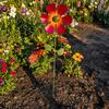 Vindsnurra för utomhusbruk Färgstark Metallblomma Vindsnurra Dekorativ Blommig Vindsnurra Trädgårdsspett för Gård Uteplats Gräsmatta Trädgårdsdekoration