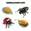 Growth Animal Cycle Model Children'S Toys Montessori Teaching Aids Plant Animal Growth Cycle Model Set Preschool Cognitive Toys