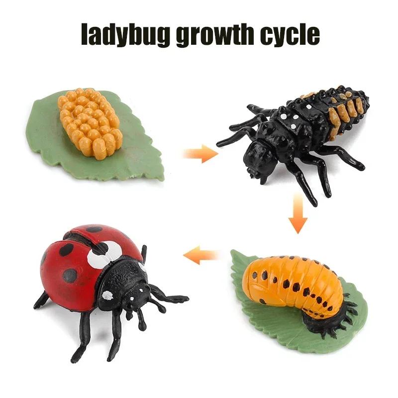 Growth Animal Cycle Model Children'S Toys Montessori Teaching Aids Plant Animal Growth Cycle Model Set Preschool Cognitive Toys