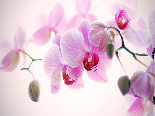 5D DIY Diamond Painting Orchid Rhinestone Pictures Full Round Diamond Embroidery Flower Crafts Kit Home Decor