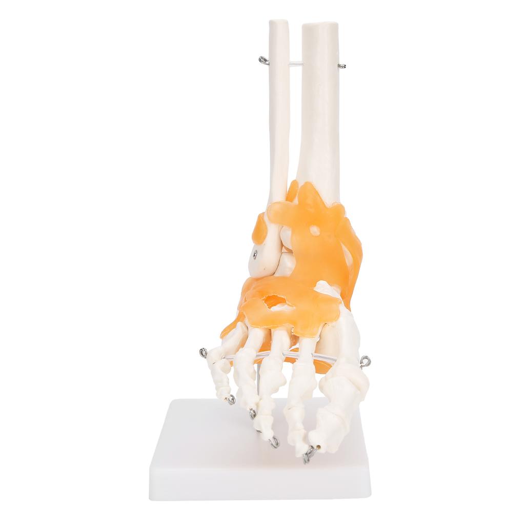 1:1 Human Foot Ankle Bone Skeleton Structure Model Foot Joint Model with Ligaments