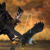 1Pcs Simulation Eagle Model Toy Hanging Bird Pinch Call Bird Animal Toy Golden Eagle Roc Decoration Decoration Owl Model