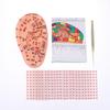 Pvc Material Ear Massage Model Reflex Area Acupoint Teaching Auricle Therapy Tool Ear Acupuncture Model Medical Supplies Health