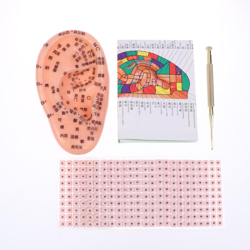 Pvc Material Ear Massage Model Reflex Area Acupoint Teaching Auricle Therapy Tool Ear Acupuncture Model Medical Supplies Health