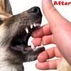 Pet Dog Chew Toys Aggressive Chewer Training Tooth Cleaning Pet Molar Toy