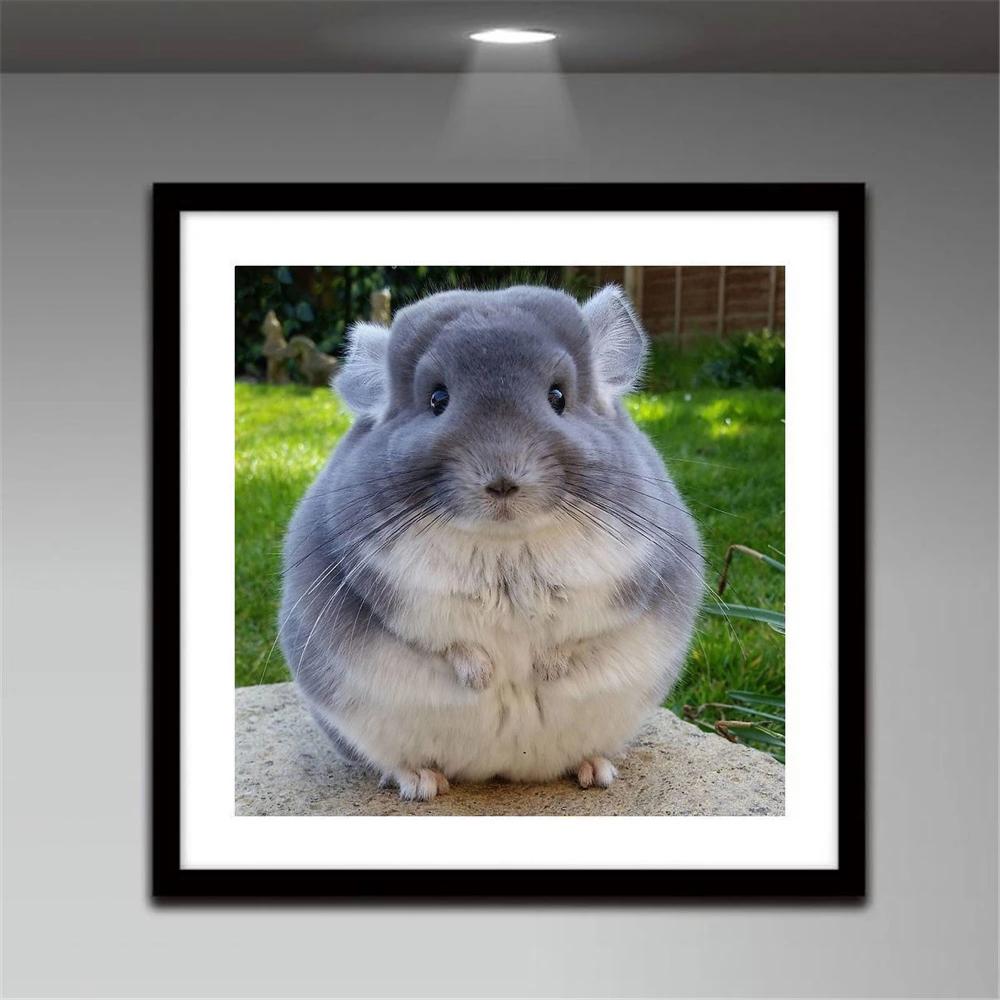 Chinchilla Lanigera Animal Diamond Painting Full Square Diamond Brodery 5D  Cross Stitch Kit Mosaic Pet,diy malerier kjøp billig — fri frakt, ekte  anmeldelser med bilder — Joom, image size:1000x1000