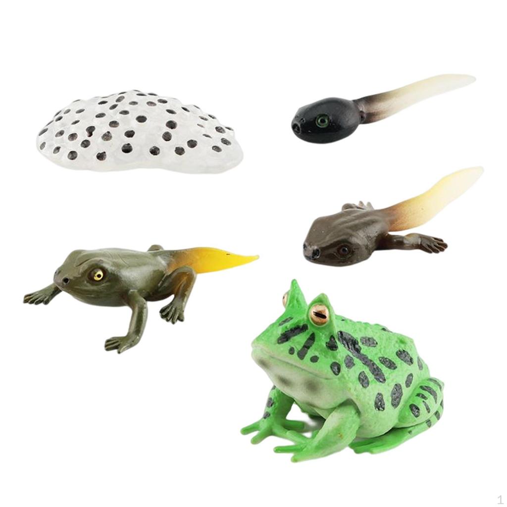 Life Cycle Animal Figures Toy Animals Cognitive Playset Science Frogs Model for