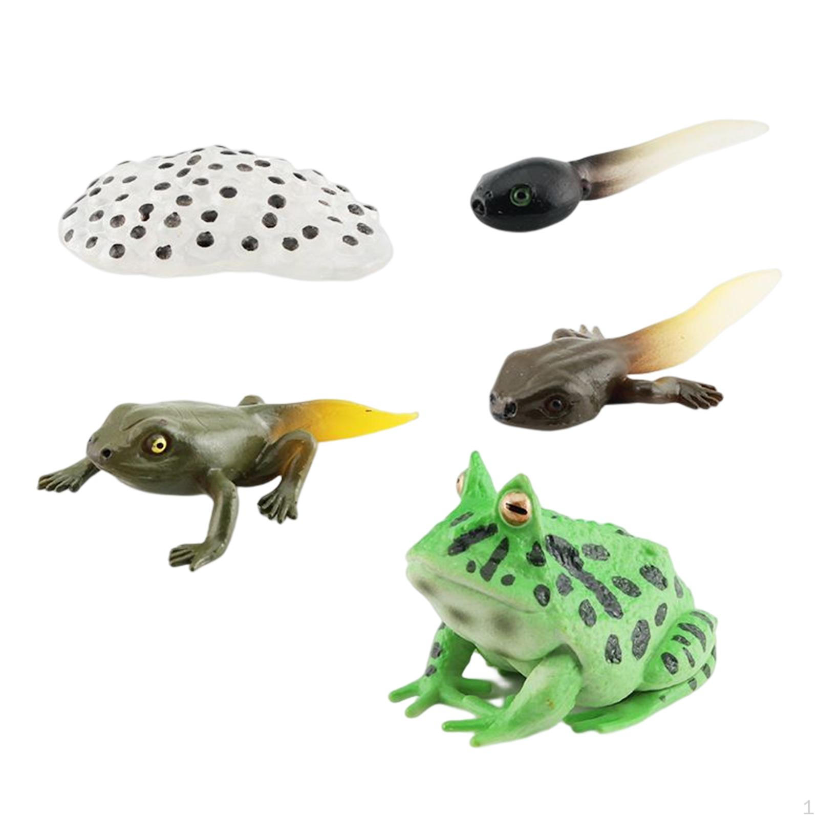 

Life Cycle Animal Figures Toy Animals Cognitive Playset Science Frogs Model for style B