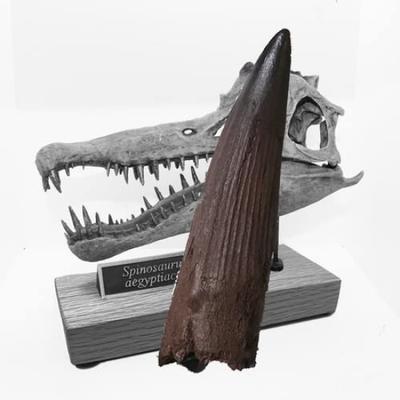 SCIENCE Dinosaur Fossil Replica Tooth Fossil Approximately 80mm Theropod Early Cretaceous Kingdom of Morocco Spinosaurus Aegyptiacus In Original