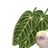 Plant Hand Towel Cleaning Towel Absorbent Handkerchief Hanging Thickened Kitchen Towel Bathroom Kitchen Accessories