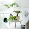 Japanese Iron Simple Snack Storage Rack Succulent Potted Plant Decoration Rack Home Entrance Key Storage Tray