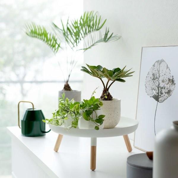 Japanese Iron Simple Snack Storage Rack Succulent Potted Plant Decoration Rack Home Entrance Key Storage Tray
