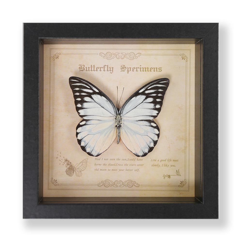 Green Banded Swallowtail Butterfly Specimen Decorative Painting - Real Insect for Display