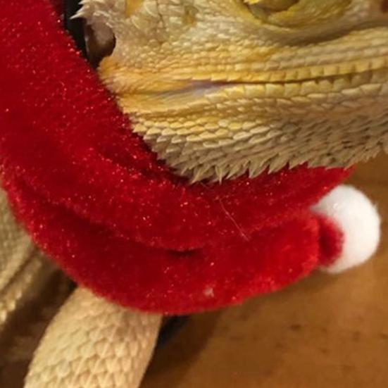 1 Set Reptile Hats with Scarf Holiday Dress Up Soft Christmas Lizard Santa Hat for Amphibians