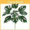 Green Goeppertia Makoyana Plant For Photography Studio And Home Interior