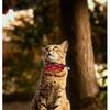 Malier Cat Collar with Christmas Snowflake Pattern Bow tie and Tiny Bell, Adorable Collar with Light Adjustable Buckle Pet Accessories for Kitten