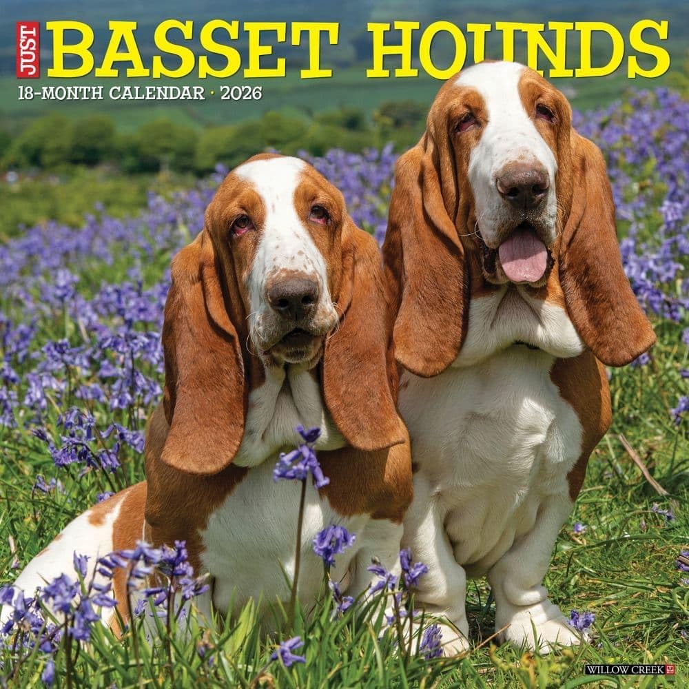 Willow Creek Press, Just Basset Hounds 2026 Wall Calendar, 12   X 12  , 18-Month Calendar with Stapled Binding