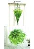 Korean Style Transparent Apollo Princess Mushroom Umbrella