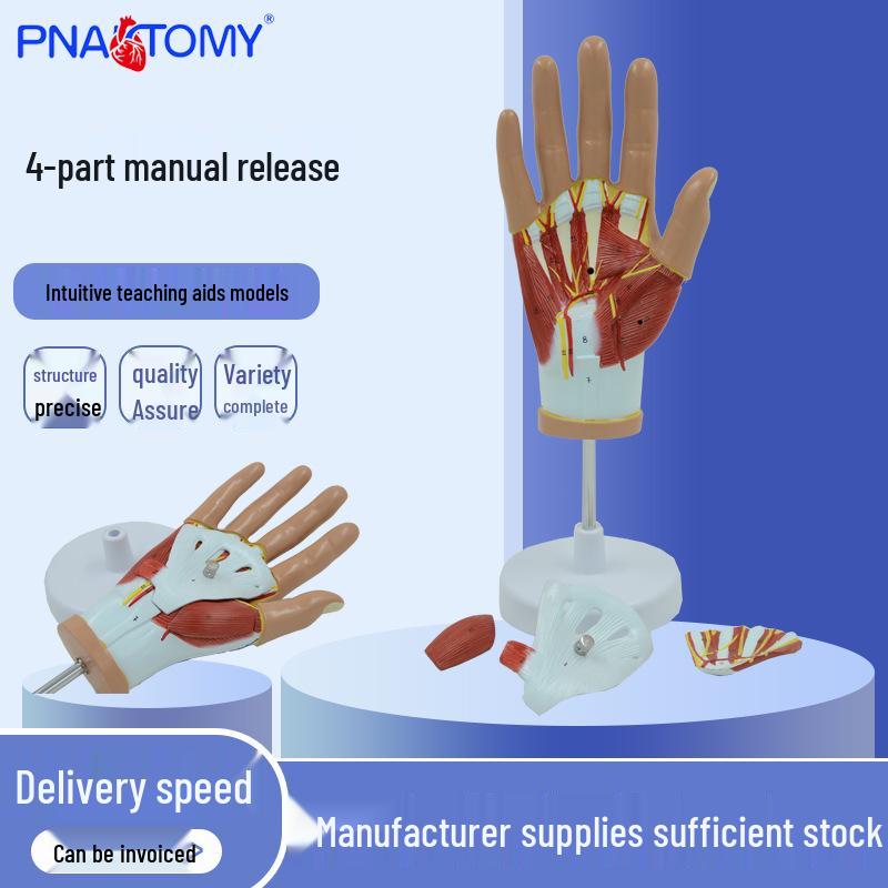 PNT-0351 Hand Anatomy Model: Medical Teaching Tool with Hand Muscle Anatomy, 4 Parts. 21.5 x 13 x 13.5 cm