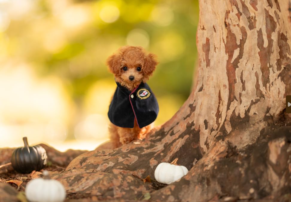 Dog Feeling Large Calendar 2025