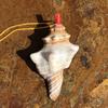 Street Stall Conch Shell Whistles & Toys: Creative Souvenirs
