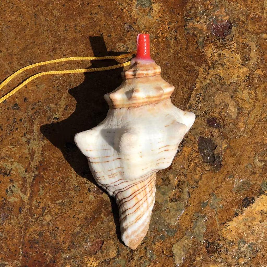Street Stall Conch Shell Whistles & Toys: Creative Souvenirs