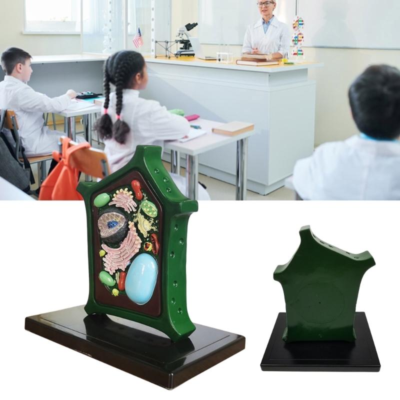 Plant Anatomy Model Plant Cell Model Plant Model Toy Teaching Aid Lab Supplies for Classroom Display Study Teaching
