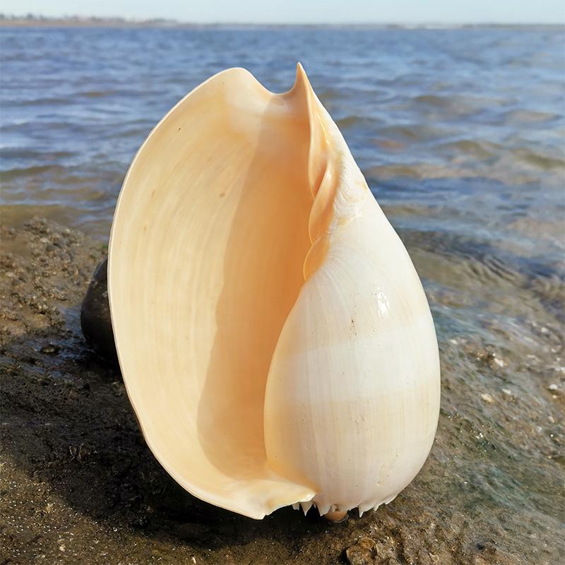 Large Conch Seashell Ornament for Wall Decor, Aquarium Aquascaping, and Sea Sound Collection