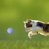 12 Pieces for Cat Ball Toys 1.8" 1.2" Small Plush Balls Colorful Kitten Chasing Balls Increasing Exercise for Indoor Cat