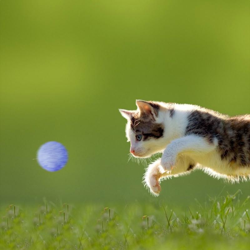 12 Pieces for Cat Ball Toys 1.8" 1.2" Small Plush Balls Colorful Kitten Chasing Balls Increasing Exercise for Indoor Cat