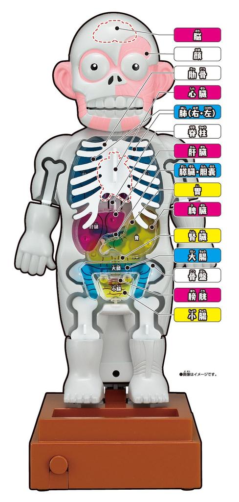 MegaHouse Super Crush Human Body Model Action Game Ages 6 and Up