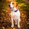 Nylon Dog & Cat Collar Leash Set, Medium-Large Breeds, Teddy/Golden Retriever, Durable Pet Neckband.