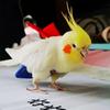 For Parakeet Cockatiel Pigeons Birds Clothes Parrot Diaper Parrot Urine Pants Birds Flight Suit