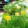 1pcs Plant Stem Protection Cover, 15pcs T-shaped Horticultural Label Tags, 50pcs Fixed Plant Ties