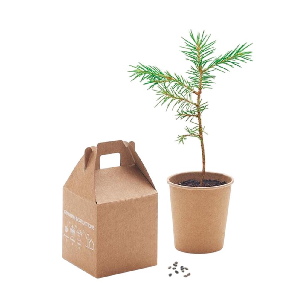 MidOcean Growtree Pine Tree Seeds