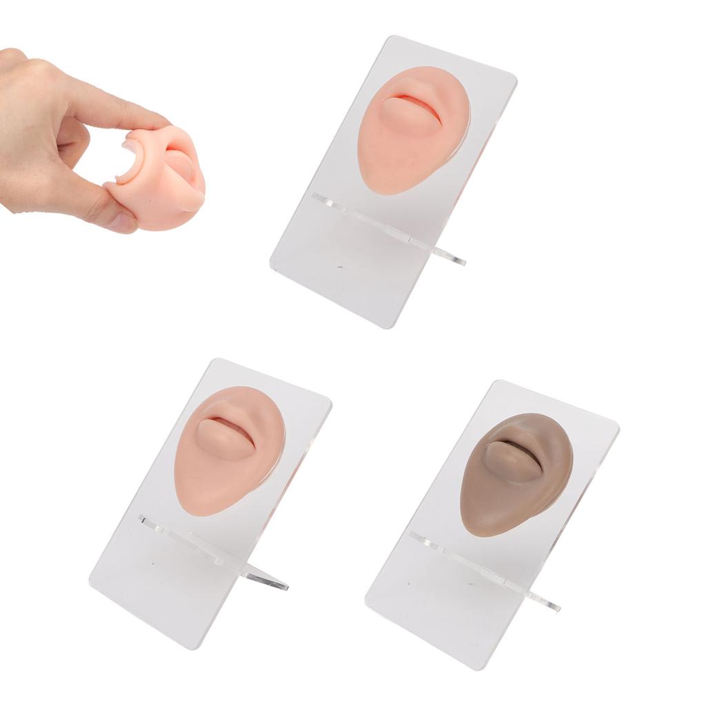 3pcs Simulated 3D Mouth Model Piercing Practice Silicone Mouth Model with Acrylic Stand for Display