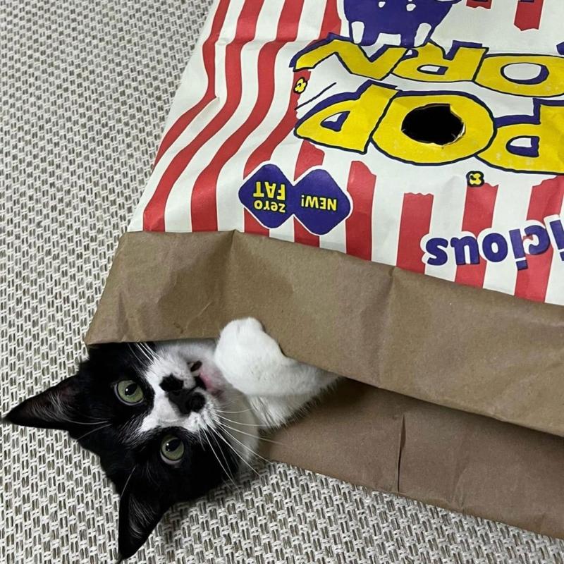PopcornBag Cat Tent Toy PlayTunnel Tent House Dogs Kraft Paper Bag Hideaway Tunner Boredom Pet Indoor Entertainment Toy