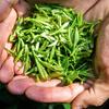 2023 High Mountain Green Tea folhas soltas Chá Chinês Verde 125g