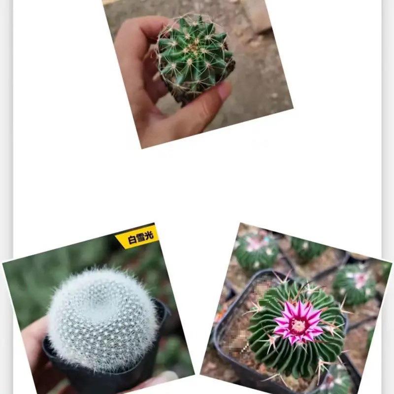 Indoor Flowering Cactus Succulent for Desk or Balcony
